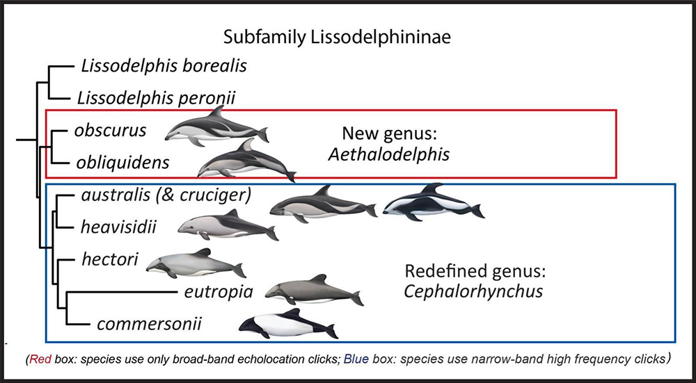 Hectors Dolphin helps solve a Family Tree Riddle - Project Jonah
